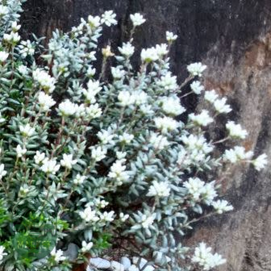 Crassula biplanata