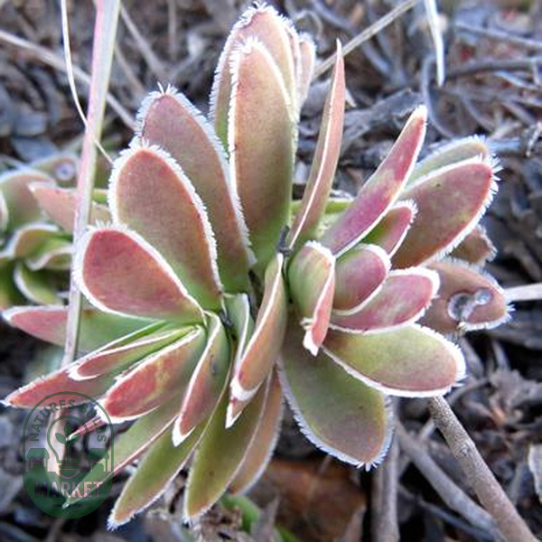 Crassula ciliata