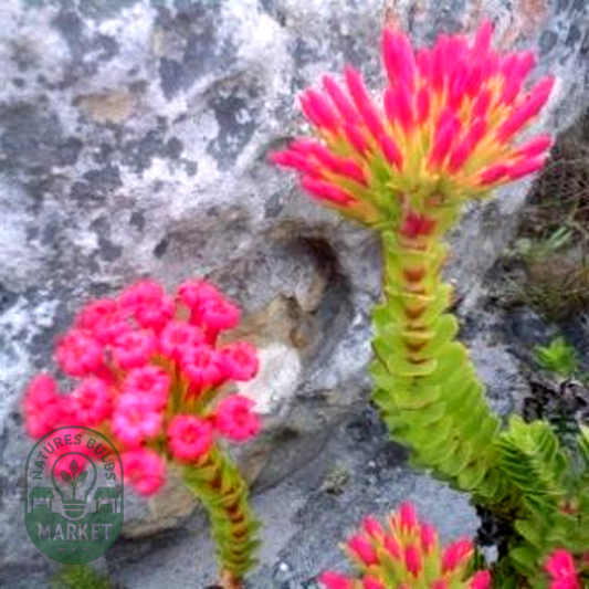 Crassula coccinea