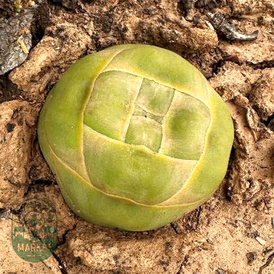 Crassula columnaris