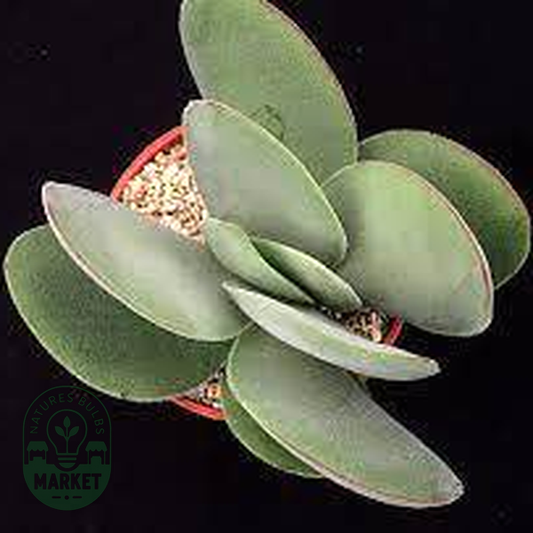 Crassula cotyledonis