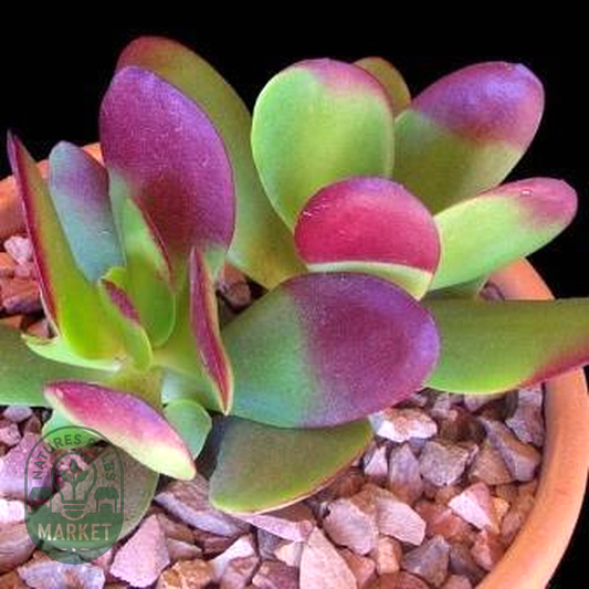 Crassula cultrata