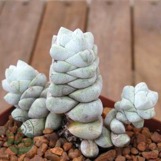 Crassula deceptor