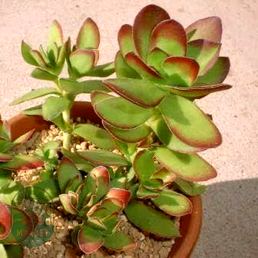 Crassula dejecta