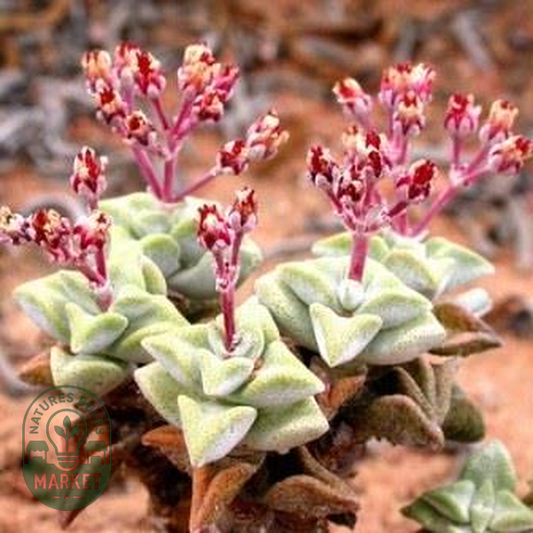 Crassula deltoidea