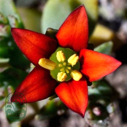 Crassula dichotoma