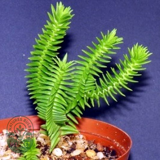 Crassula ericoides