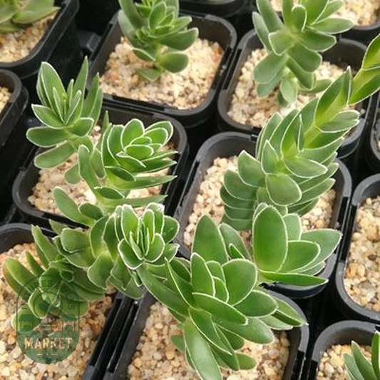 Crassula fallax