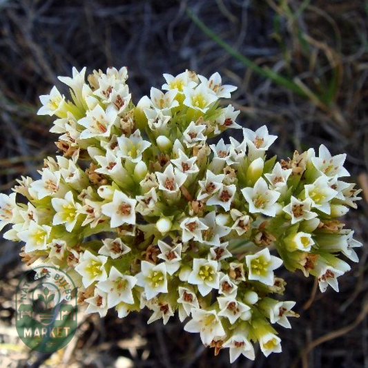 Crassula flava