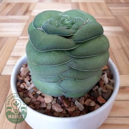 Crassula hemisphaerica