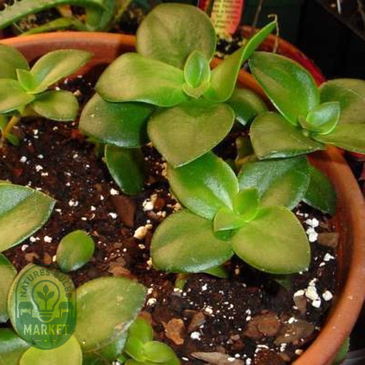 Crassula lactea bracteata