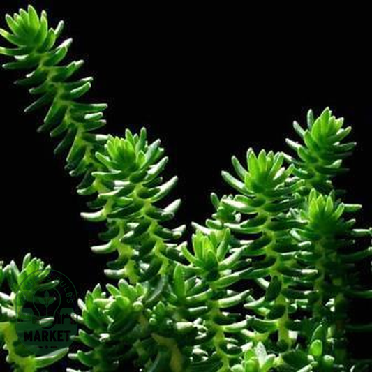 Crassula lanceolata