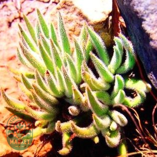 Crassula mesembryanthemoides