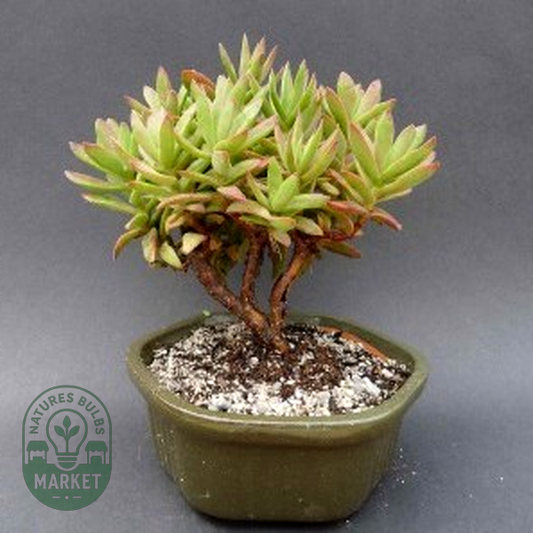 Crassula mollis