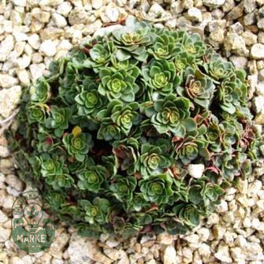 Crassula natalensis