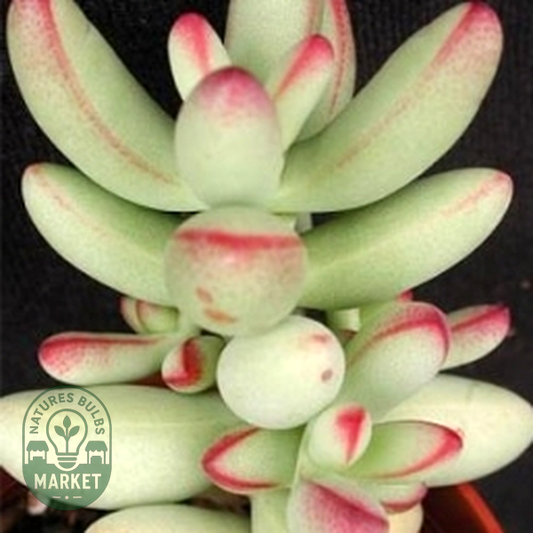 Crassula nudicaulis