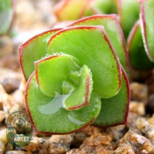Crassula pellucida