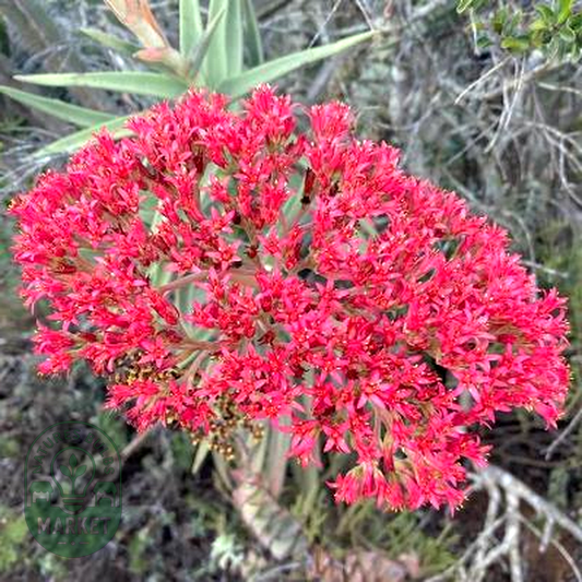 Crassula perfoliata var. coccinea