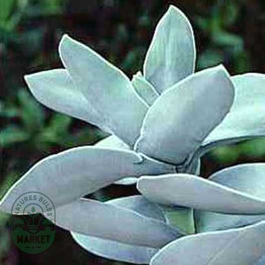 Crassula perfoliata var. minor