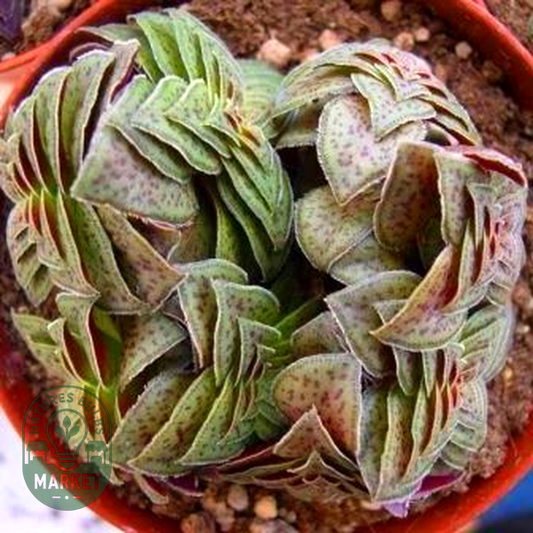 Crassula picturata