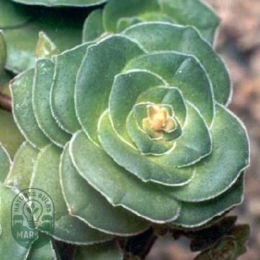 Crassula pseudohemisphaerica