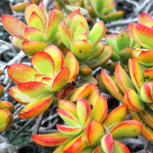 Crassula rubricaulis