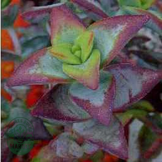 Crassula rupestris