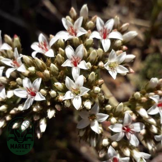 Crassula scabra