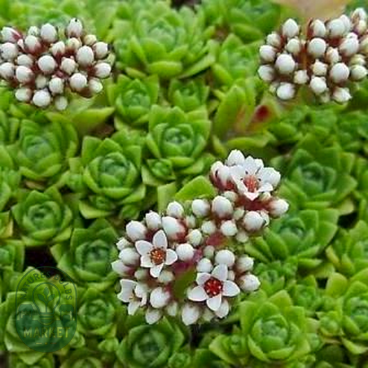 Crassula setulosa