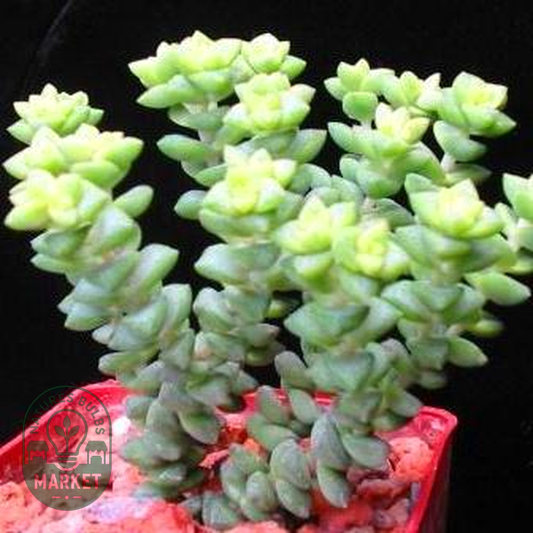 Crassula subaphylla