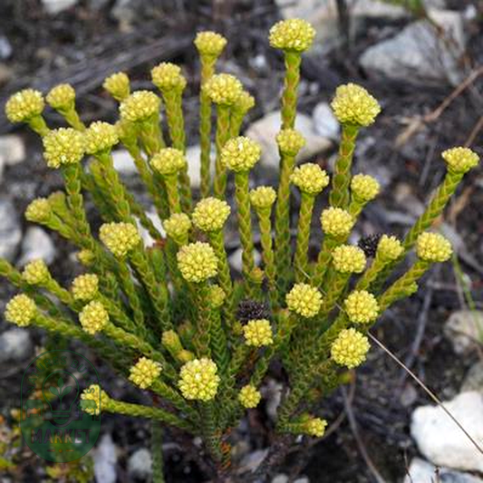 Crassula subulata var fastigiata