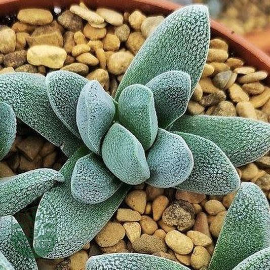 Crassula tecta