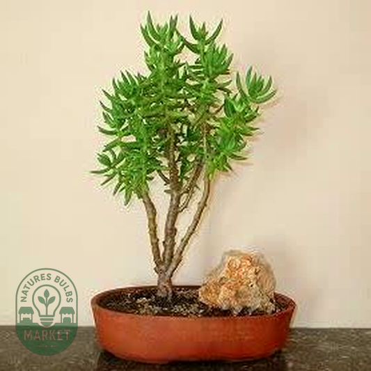 Crassula tetragona