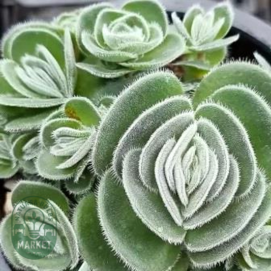 Crassula tomentosa
