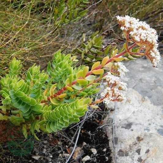 Crassula undulosa
