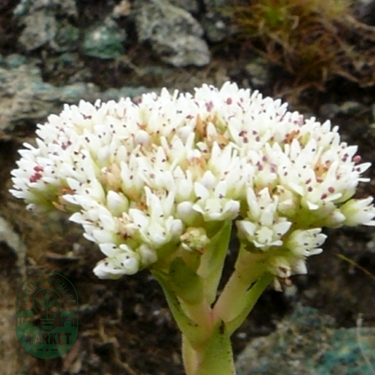 Crassula vaginata