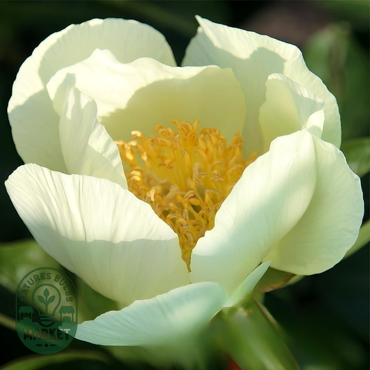Cream Saucer
