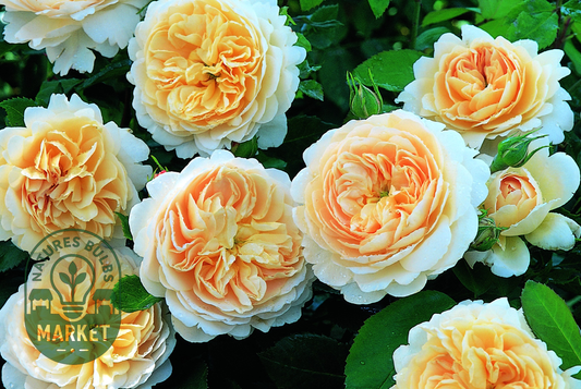 Crocus Rose