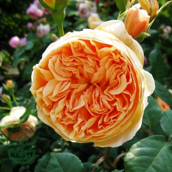 Crown Princess Margareta