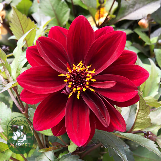 Crushed Crimson