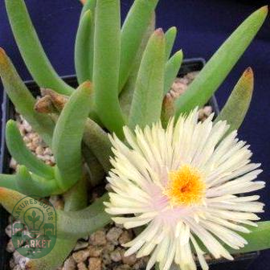 Cylindrophyllum comptonii