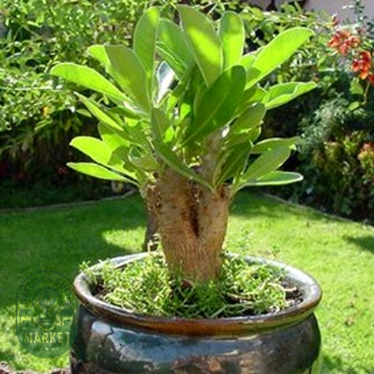 Cyphostemma bainesii