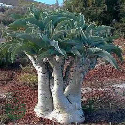 Cyphostemma juttae