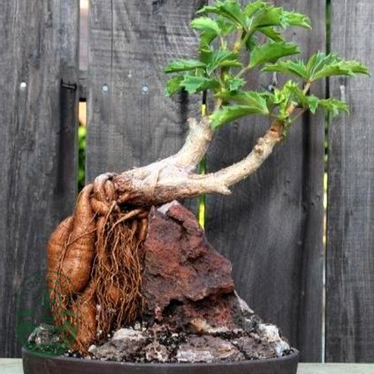Cyphostemma quinatum