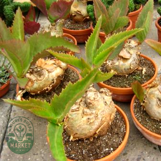 Cyphostemma seitzianum