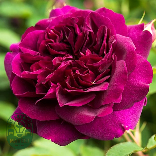 Darcey Bussell