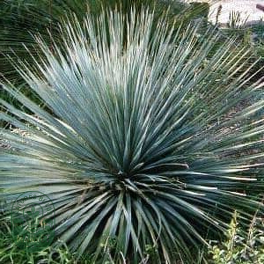 Dasylirion glaucophyllum