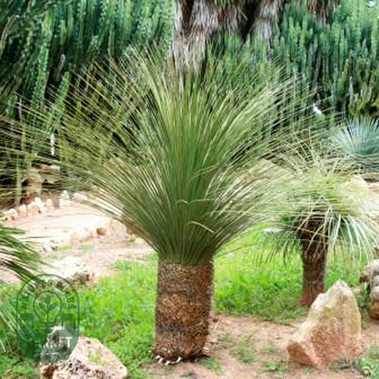 Dasylirion serratifolium