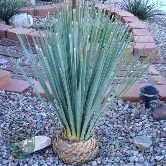 Dasylirion wheeleri