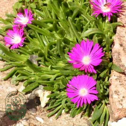 Delosperma ashtonii